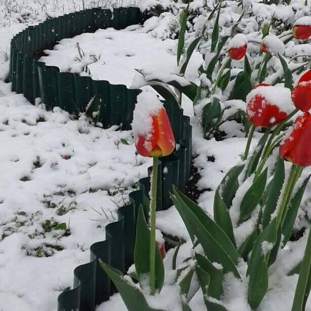 Ограждение грядки Волна зимой в Омске